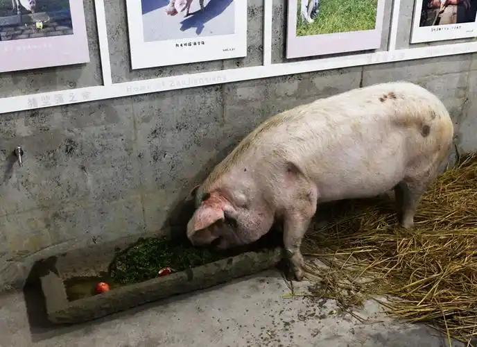 搜集猪坚强照片