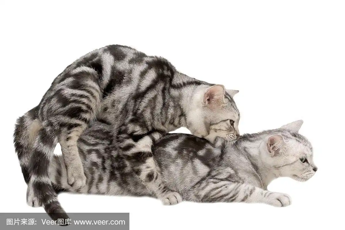 正在交配的美国短毛猫