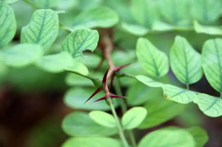自然,荆棘,叶,植物,自然,绿色,颜色