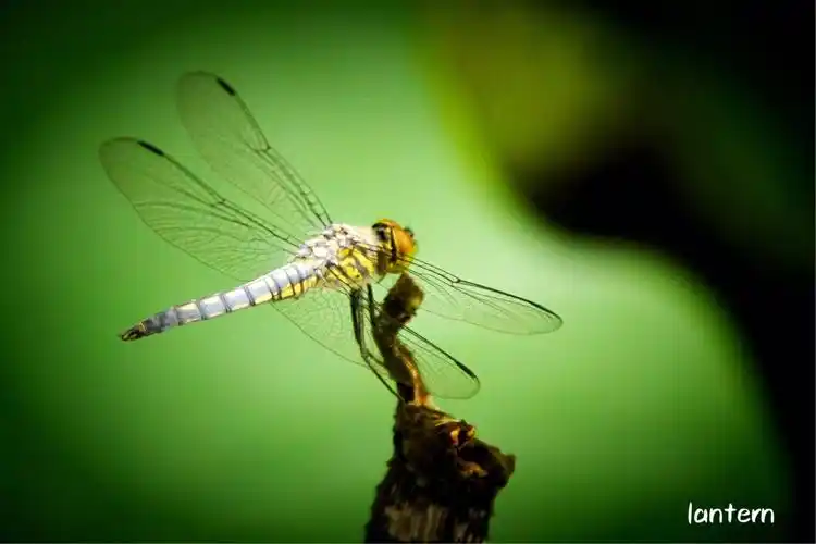 南湖荷风-蜻蜓飞舞