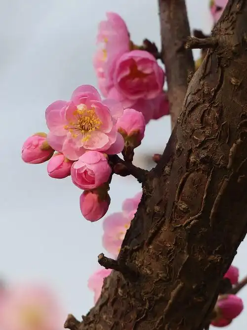 把此帖设为精华,作者 50经验梅花和傲骨,好选材,好构图------"丰后"梅