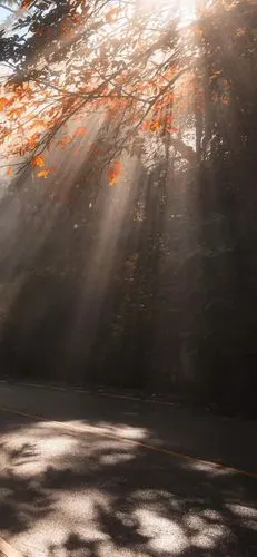 日系/小清新/森系/ins/唯美/甜度壁纸