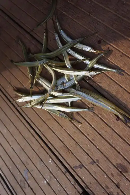 针口鱼,当地人称剑鱼.