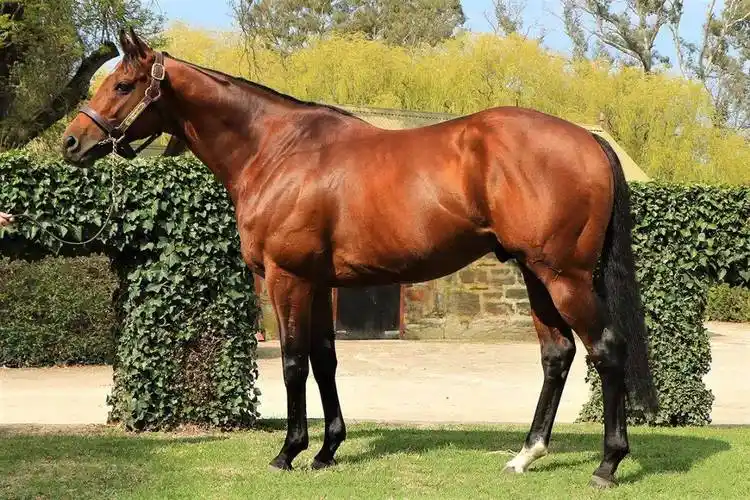 全年配种不停歇:南半球10匹大受欢迎的67"穿梭种公马"!