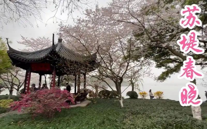 西湖十景之首!苏堤春晓!杭州的春天尽在苏堤!