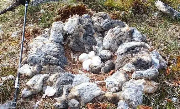 2.这只被遗弃的海豹幼崽,靠着一只死羊的奶活了好几天……3.