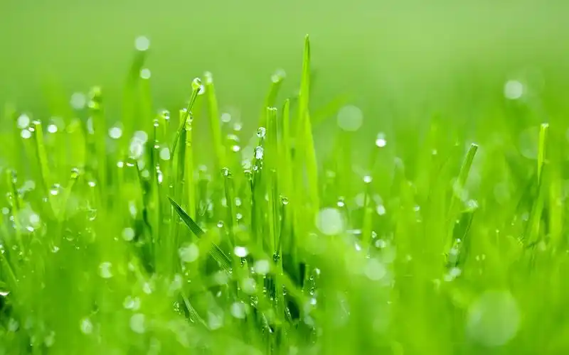 好看的唯美花卉植物高清壁纸