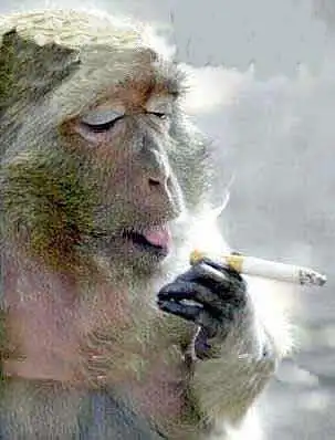 动物版超级搞笑图[组图]_图片中心_中国网