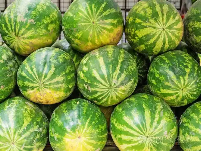 许多又大又甜的绿色西瓜排成一排