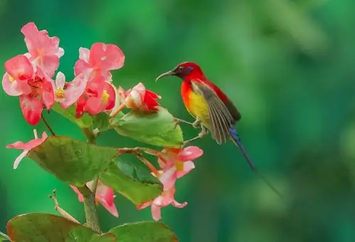 鸟语花香摄影首发