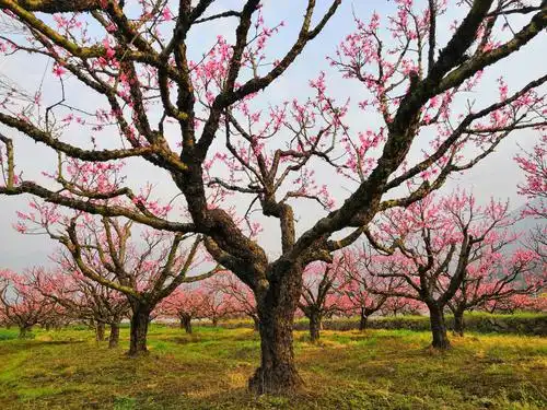 桃树 桃花