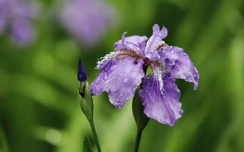紫色鸢尾花唯美摄影图片桌面壁纸