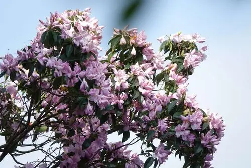 梧桐山上的毛杜鹃