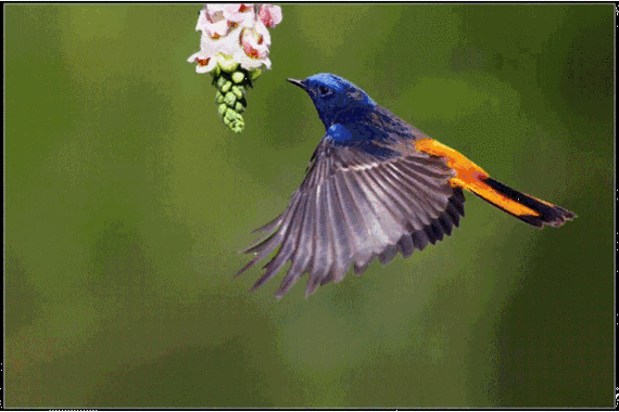 会动的鸟图,绝!绝!绝!