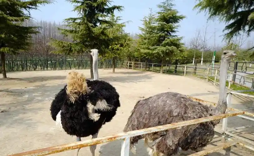 【免费】溱湖动物园啦免费啦!这三天不论大人小孩都免费啦!