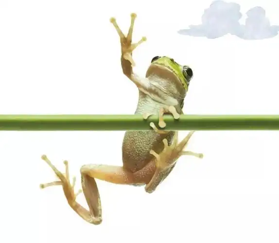 小青蛙"噗通"一声钻进水里,用宽宽的蛙蹼一划,就能游出很远.