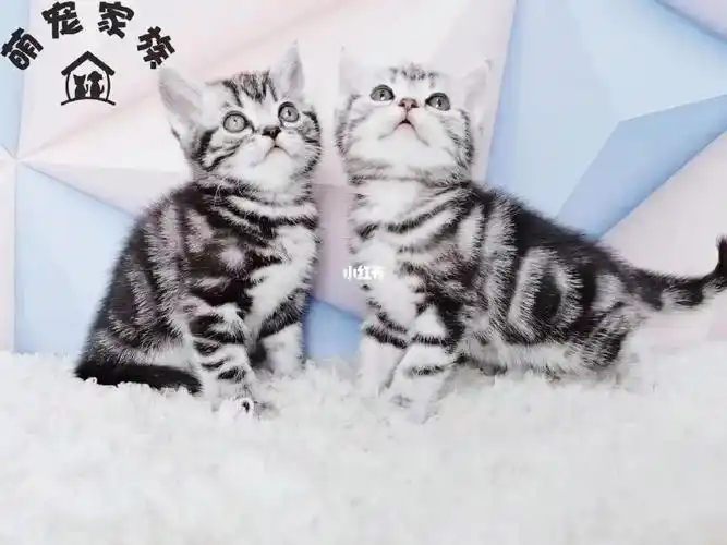 英短和美短的区别