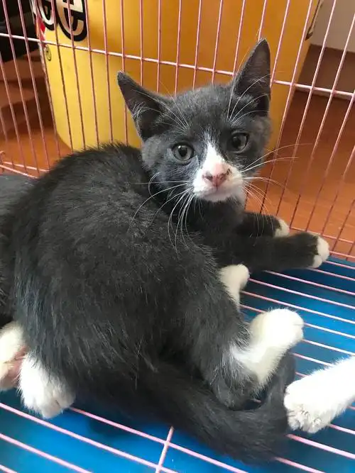 浦东蓝白串串找领养