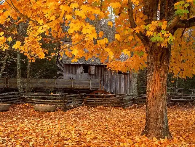 意境秋季落叶美景图片 _ 图片网