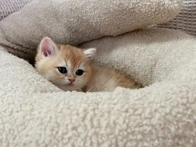 小奶猫究竟有多可爱