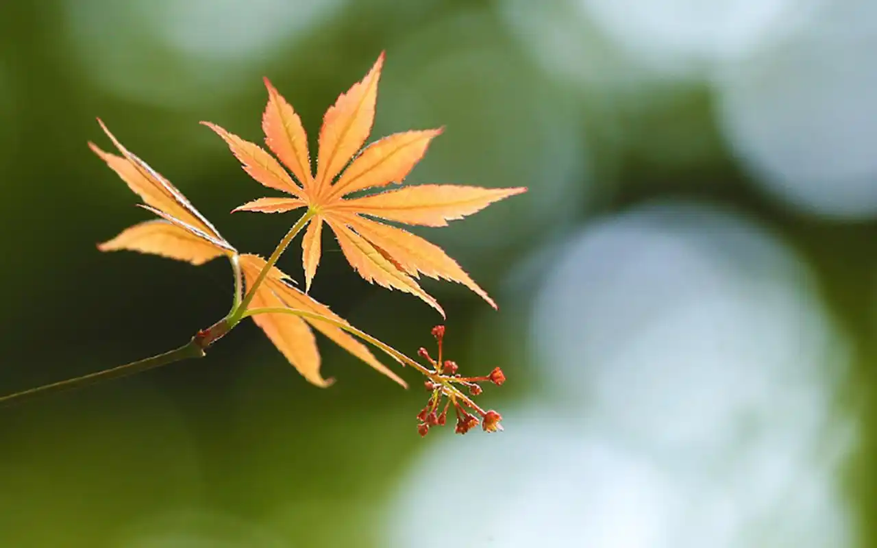 秋日枫叶唯美特写高清桌面壁纸