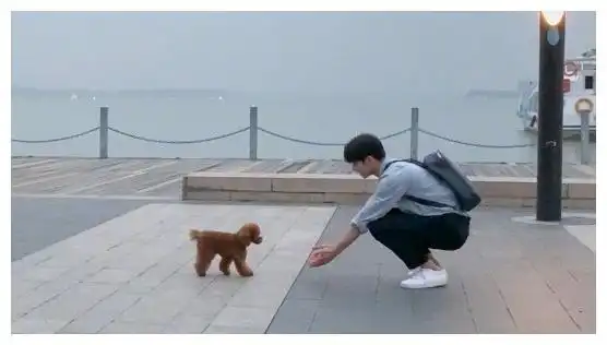 男孩和女孩有什么区别看到鞠婧祎和宋威龙的抱狗方式你就懂了