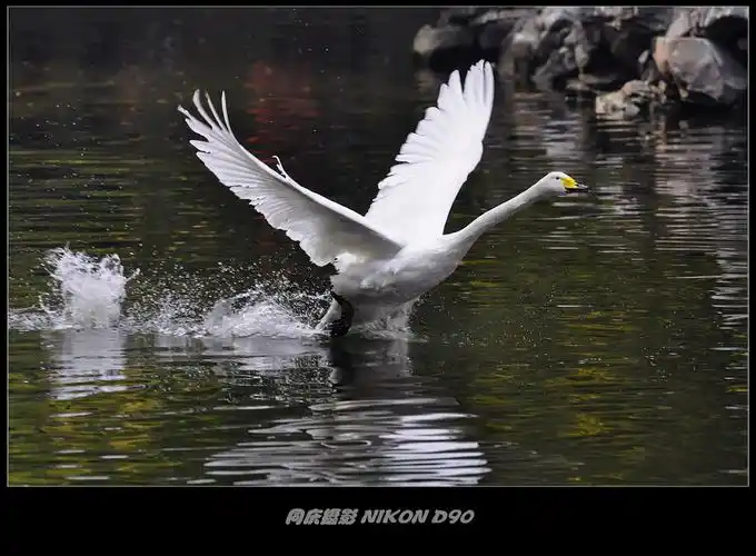 秋水池边天鹅飞