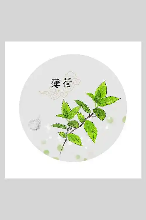 薄荷本草纲目中草药插画素材