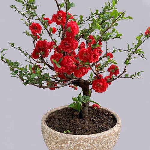 行湘  长寿冠海棠盆栽盆景植物阳台庭院花卉绿植物盆景  长寿冠海棠