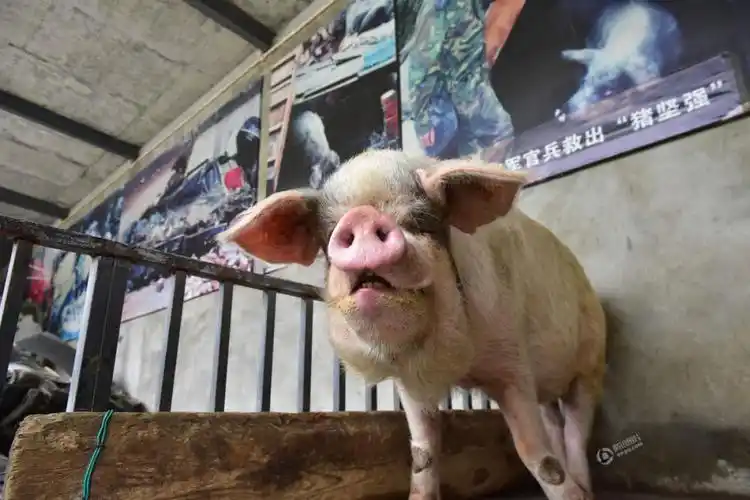 汶川地震中的"猪坚强"有专人伺候 住一室一厅