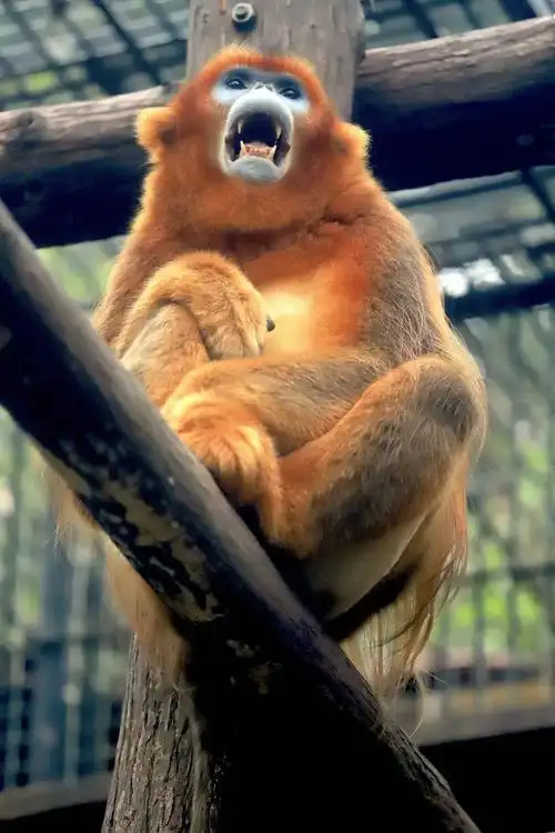 神奇动物在中国第二季第2讲颜值最高的猴子