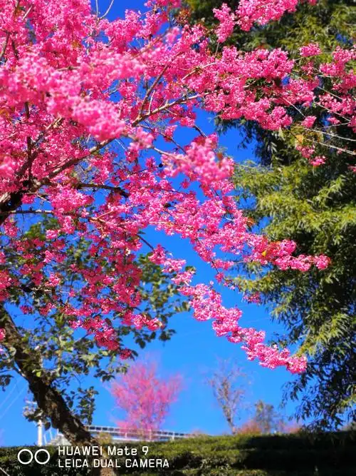 冬季里的花海——无量山樱花盛开,美景迷人.