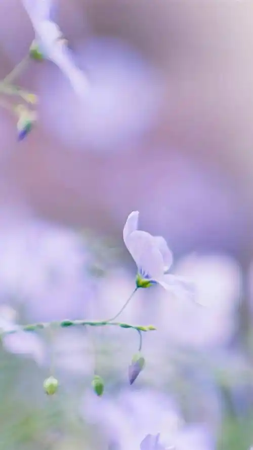 唯美鲜花,唯美植物,小清新花朵,紫色花朵,白色花朵,手机壁纸唯美亚麻
