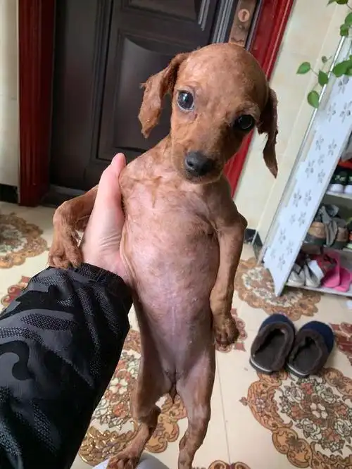 原创网友把泰迪的毛给剃光了,泰迪:铲屎的,快给我买衣服!