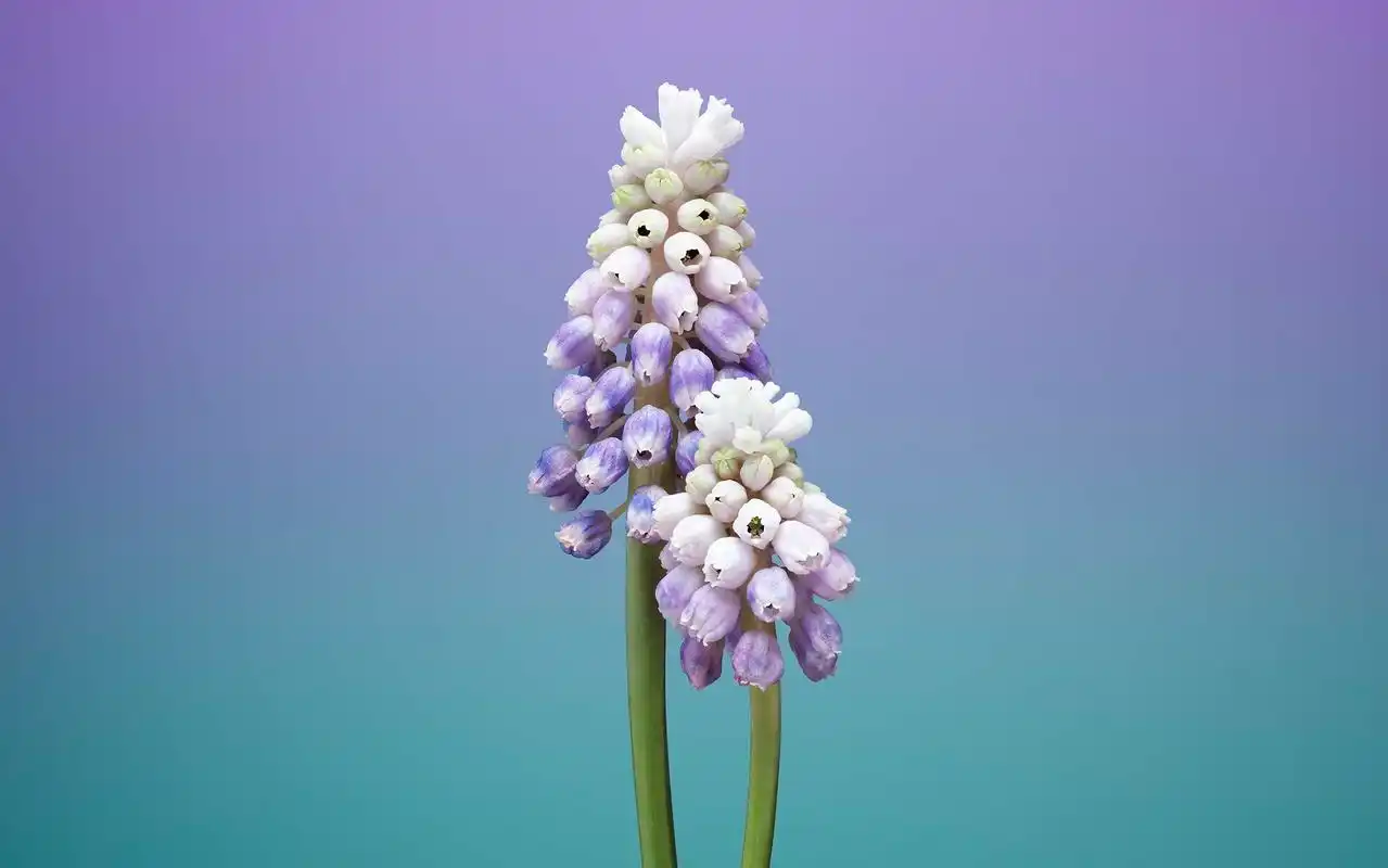 苹果ios11官方系统最新主题桌面壁纸图片