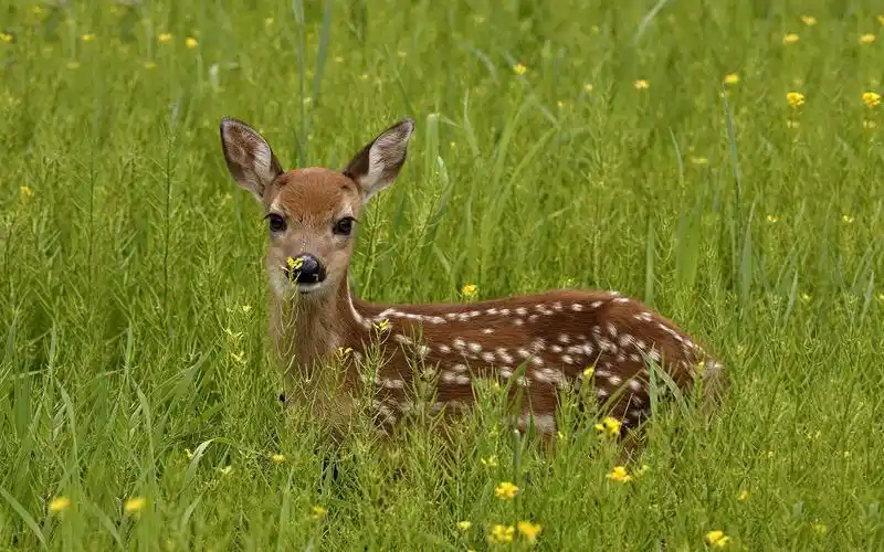 花草丛间的梅花鹿,高清图片-壁纸族