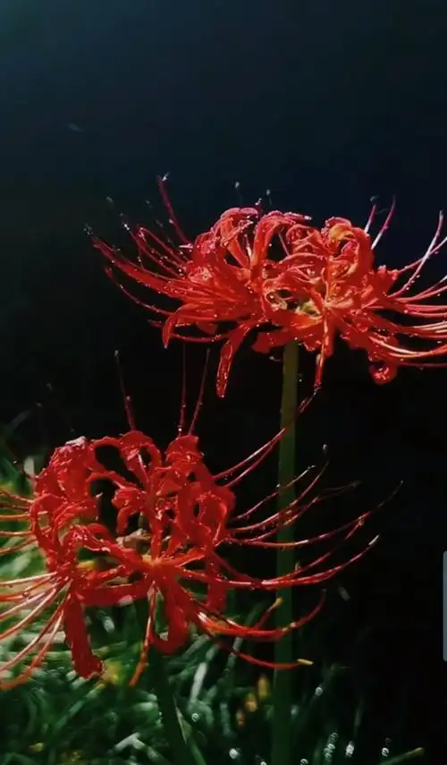 彼岸花开,花开彼岸,忘川河上有渡船,乘坐渡船过忘川.