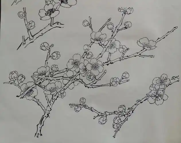 零基础白描第12天梅花