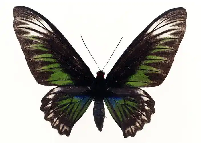 蝴蝶图片_蝴蝶高清图片_全景视觉