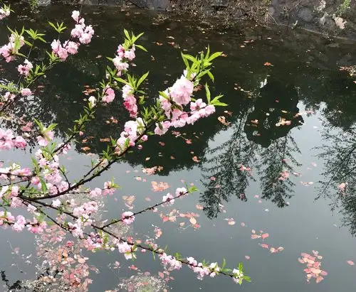 烟雨蠡园桃花美