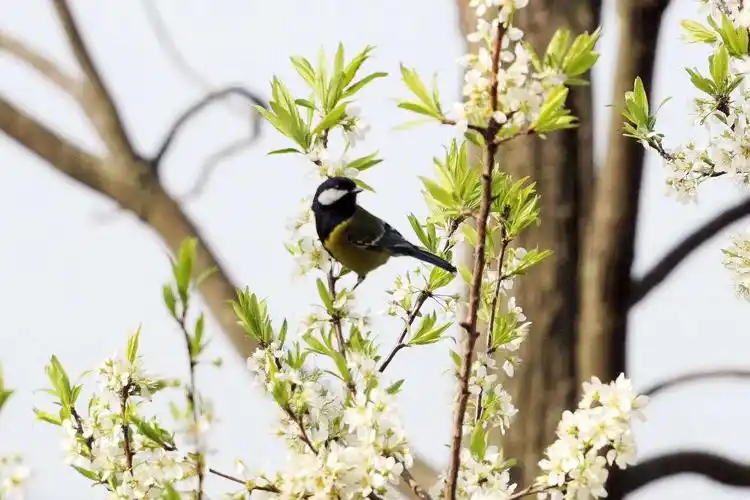 寻找最美的春天