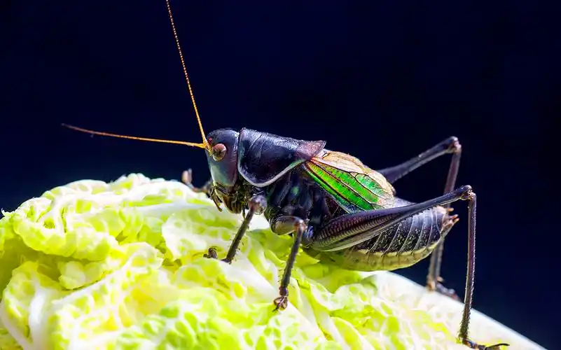 【蝈蝈摄影图片】生态摄影_kalak0_太平洋电脑网摄影部落