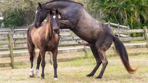 动物世界交配之牛与马 - 搜狗英文