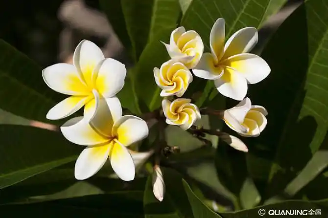 花_照片图片_图片大全