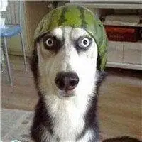 逗比柴犬恶搞头像_微信头像图片大全