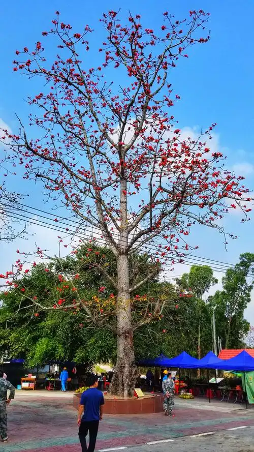 村口的一棵大木棉树映入眼帘,它枝干挺拔,枝条横生,花红似火,蕊红如焰