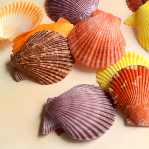 天然七彩贝壳片孔扇贝手工diy创意工艺品五彩贝壳材质水箱