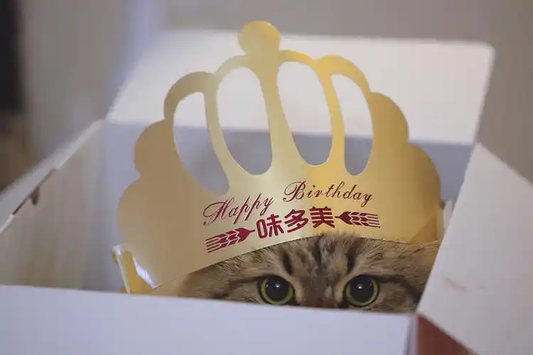 为什么太爷爷生日～小猫猫戴上了生日帽…?