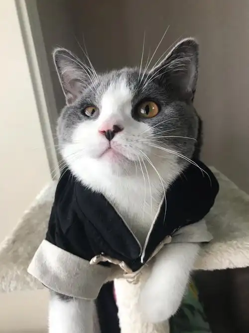 五个月的公猫这样的脸算是发腮了吗?