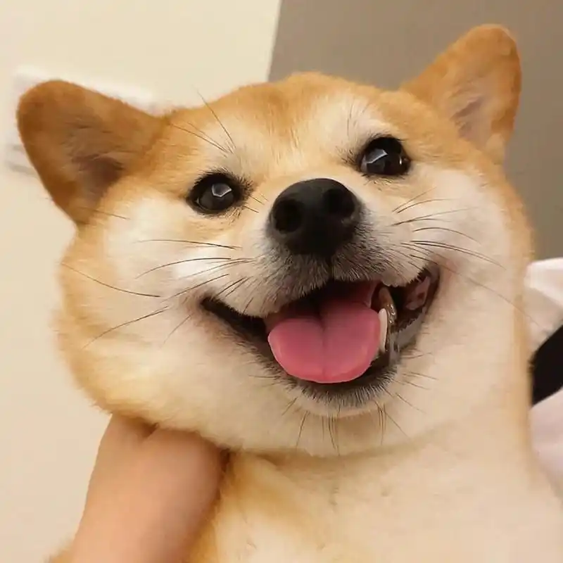 小狗的笑容是治愈不开心的灵药哦~  小狗对人类的喜爱是毫不掩饰的,从